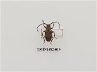 藏品(毛腹星斑天牛)的圖片